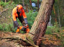 Best Leaf Removal  in Oak Grove, MO